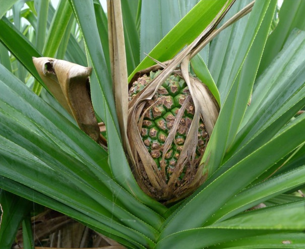 Pandanus tonkinensis